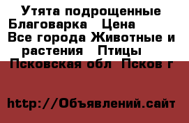 Утята подрощенные Благоварка › Цена ­ 100 - Все города Животные и растения » Птицы   . Псковская обл.,Псков г.